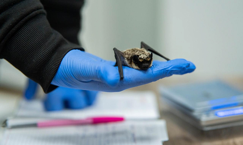 Летучих мышей отправили зимовать в холодильник новосибирские волонтёры