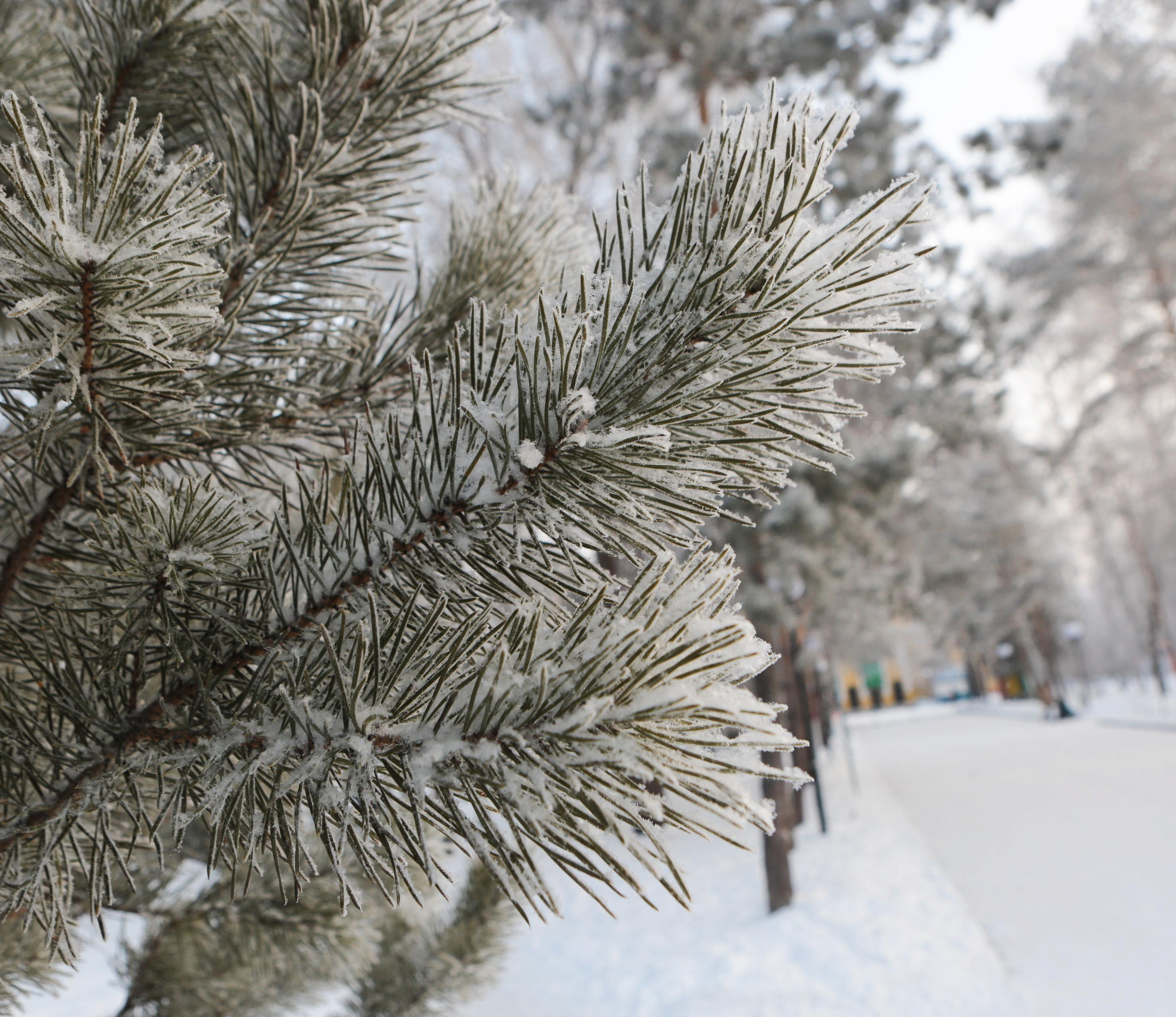 Холодный фронт с северных широт принесёт в Новосибирск 24-градусный мороз