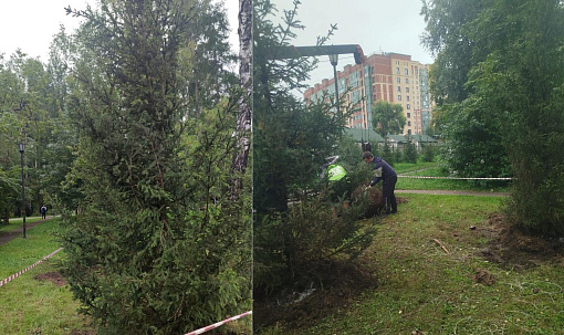 Высокие амурские ели и груши украсят Берёзовую рощу в Новосибирске