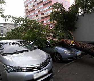 Сильный ветер повалил деревья на машины в Новосибирске