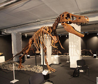 Шестиметровый скелет тарбозавра выставили в новосибирском Музее природы