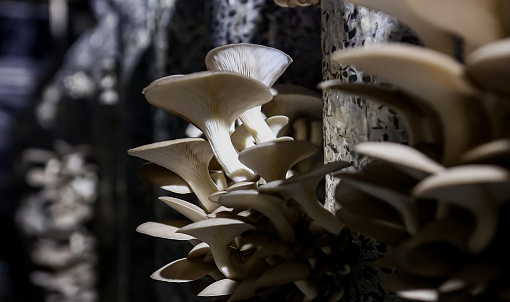 «Срываешь и сразу ешь»: фоторепортаж с грибной фермы под Новосибирском