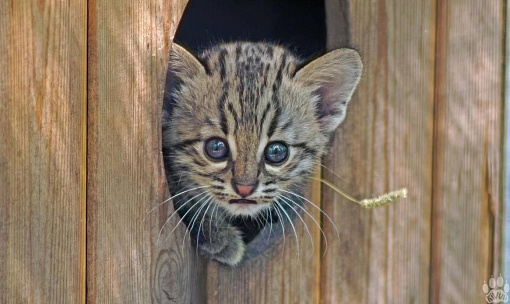 Прелестные двойняшки родились у кошек Жоффруа в Новосибирском зоопарке