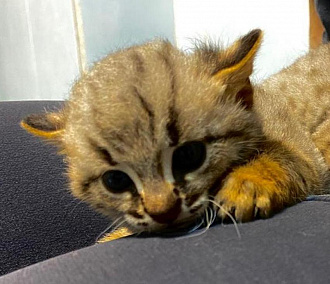 Самые пугливые в мире кошки принесли потомство в Новосибирском зоопарке
