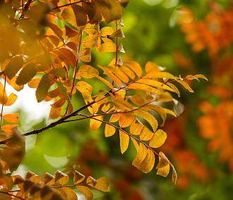 Смотрим комедии и гуляем на солнце — психолог о борьбе с осенней хандрой