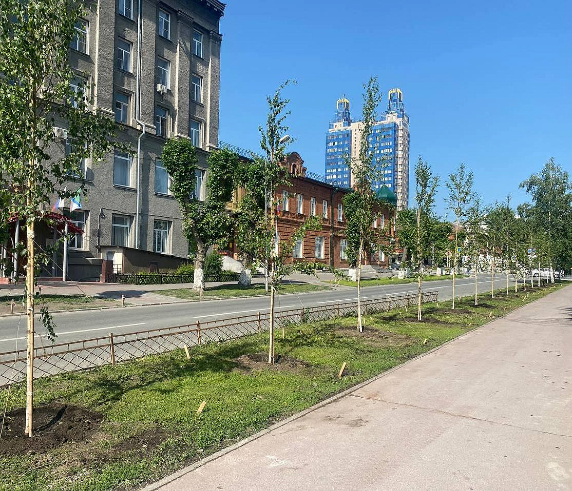 Заменить засохшие саженцы на улице Свердлова поручил мэр Кудрявцев