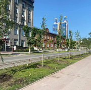 Заменить засохшие саженцы на улице Свердлова поручил мэр Кудрявцев
