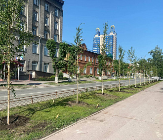 Заменить засохшие саженцы на улице Свердлова поручил мэр Кудрявцев