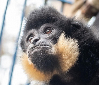 В Новосибирском зоопарке спасли поющих обезьян