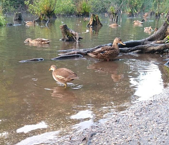 Водяные курочки с зелёными ногами поселились в пруду Академгородка