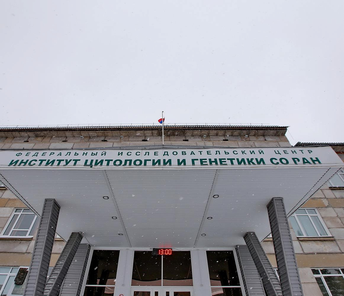 Средство для борьбы с раком мозга разработали в Новосибирске