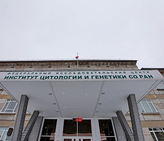 Средство для борьбы с раком мозга разработали в Новосибирске