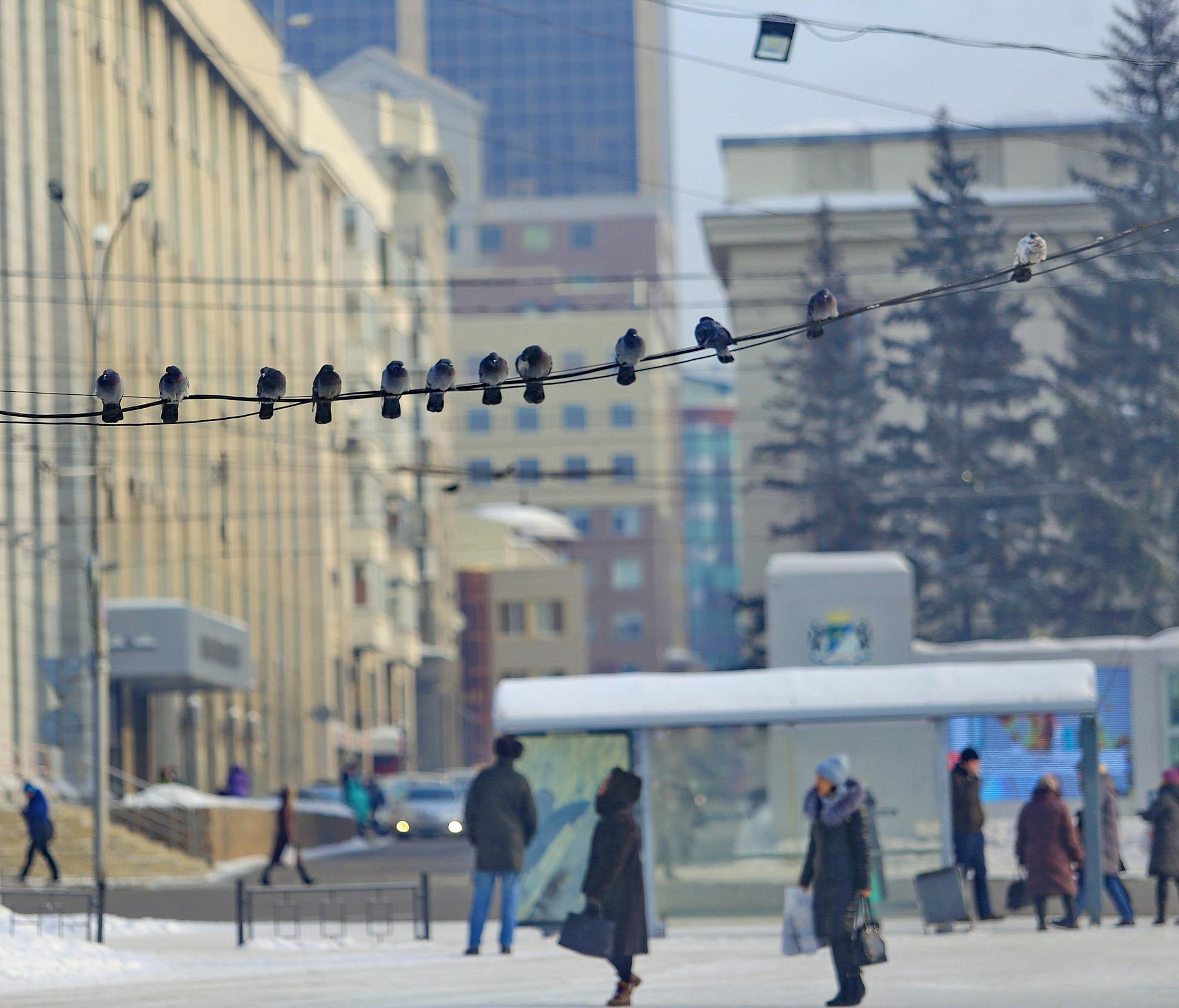 Двойной холодный фронт несёт в Новосибирск зимнюю погоду
