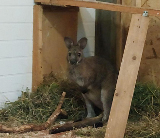 В частный зоопарк на Затулинке привезли кенгуру
