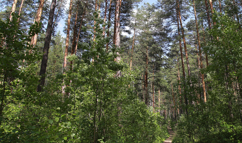 Леса Новосибирской области обработают от прожорливого шелкопряда