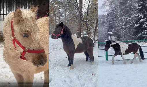 Гнедо-пегий конь и три пони поселились в новосибирском зоопарке