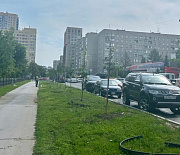 Неизвестные сломали молодые липы у Центрального парка в Новосибирске