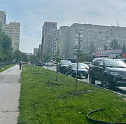 Неизвестные сломали молодые липы у Центрального парка в Новосибирске