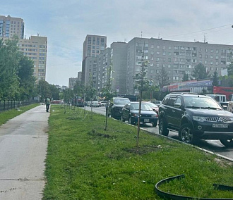 Неизвестные сломали молодые липы у Центрального парка в Новосибирске