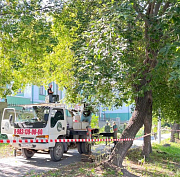 Старые деревья на Богаткова заменят аллеей из 75 трёхметровых лип