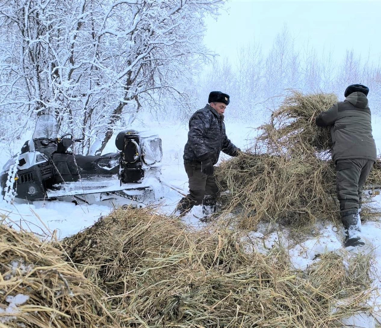 Рост популяции лося и косули зафиксировали в Новосибирской области