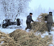 Рост популяции лося и косули зафиксировали в Новосибирской области