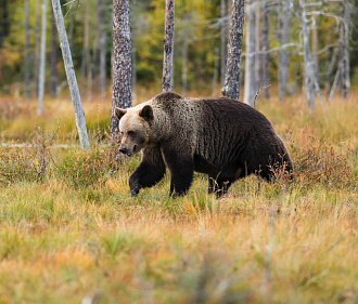 1300 медведей насчитали в новосибирских лесах