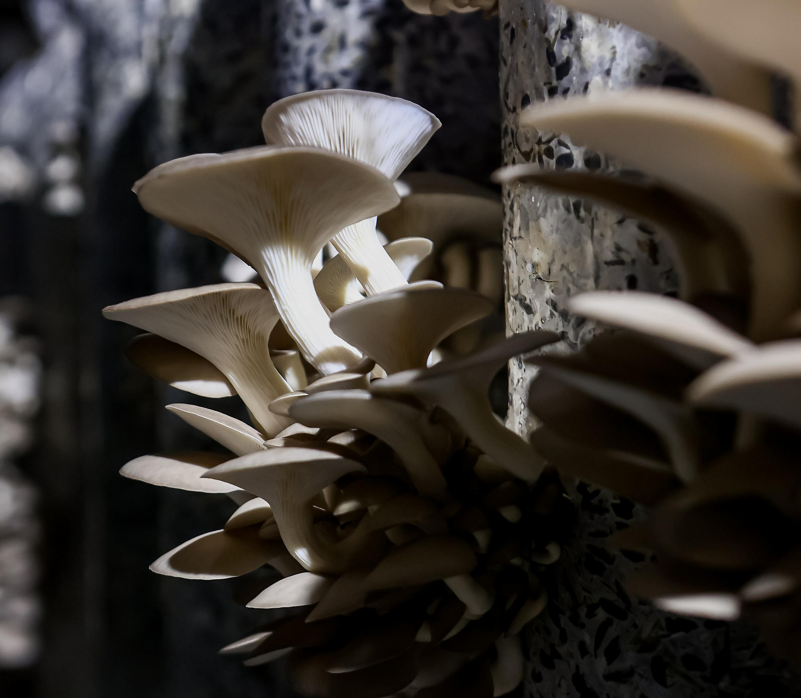 «Срываешь и сразу ешь»: фоторепортаж с грибной фермы под Новосибирском