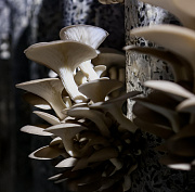 «Срываешь и сразу ешь»: фоторепортаж с грибной фермы под Новосибирском