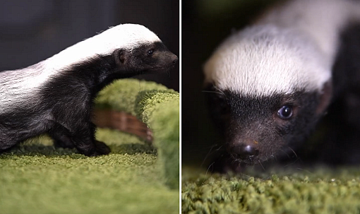 Самка медоеда отказалась выкармливать детёныша в зоопарке Новосибирска