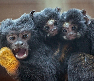 Фото на память: портреты малышей обезьян собрали в Новосибирском зоопарке