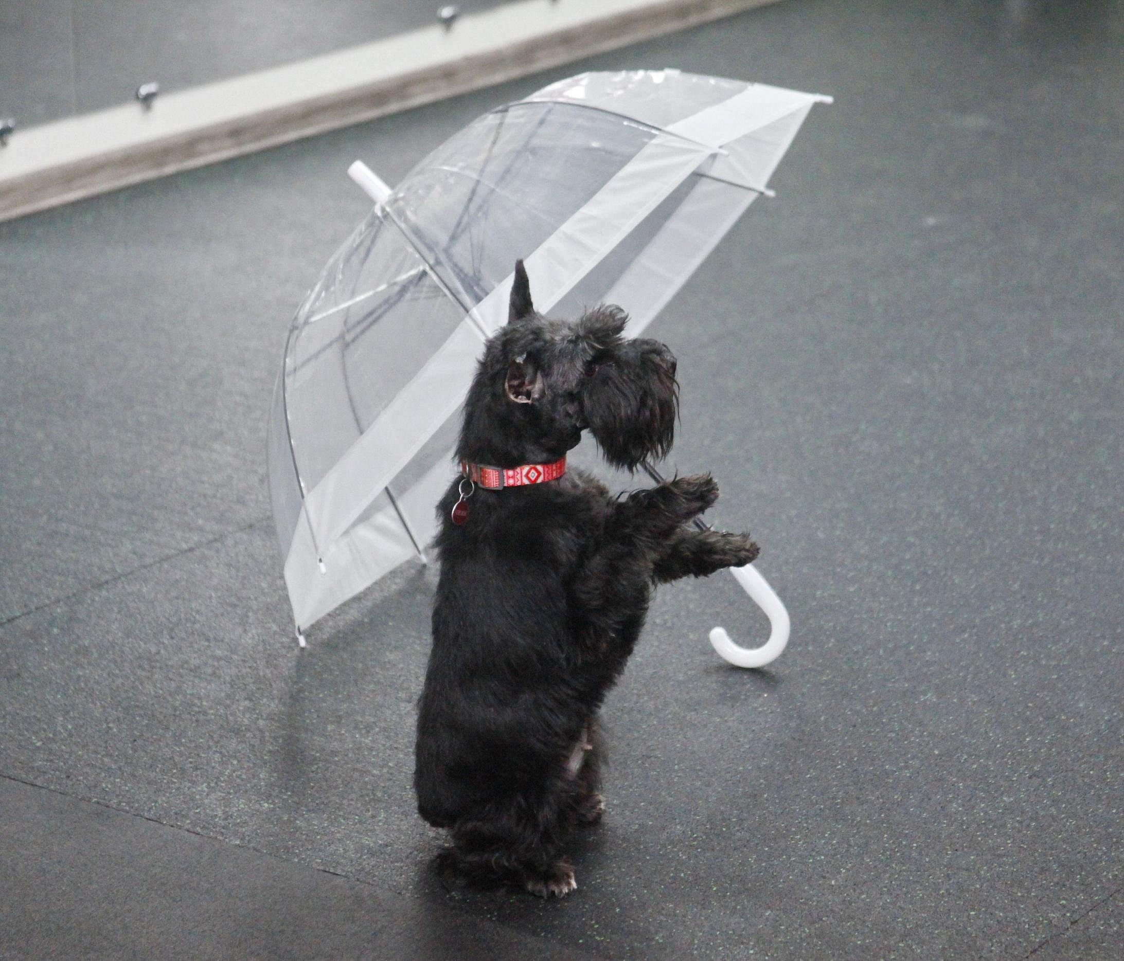 Сможет даже дворняжка: как в Новосибирске учат собак танцевать под музыку