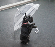 Сможет даже дворняжка: как в Новосибирске учат собак танцевать под музыку