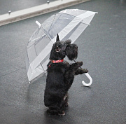 Сможет даже дворняжка: как в Новосибирске учат собак танцевать под музыку