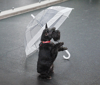 Сможет даже дворняжка: как в Новосибирске учат собак танцевать под музыку