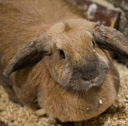 Импланты с алмазоподобным покрытием тестируют на кроликах в Новосибирске