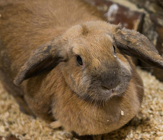 Импланты с алмазоподобным покрытием тестируют на кроликах в Новосибирске