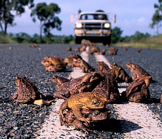 Новосибирцы помогают лягушкам перейти дорогу к пруду в Академгородке