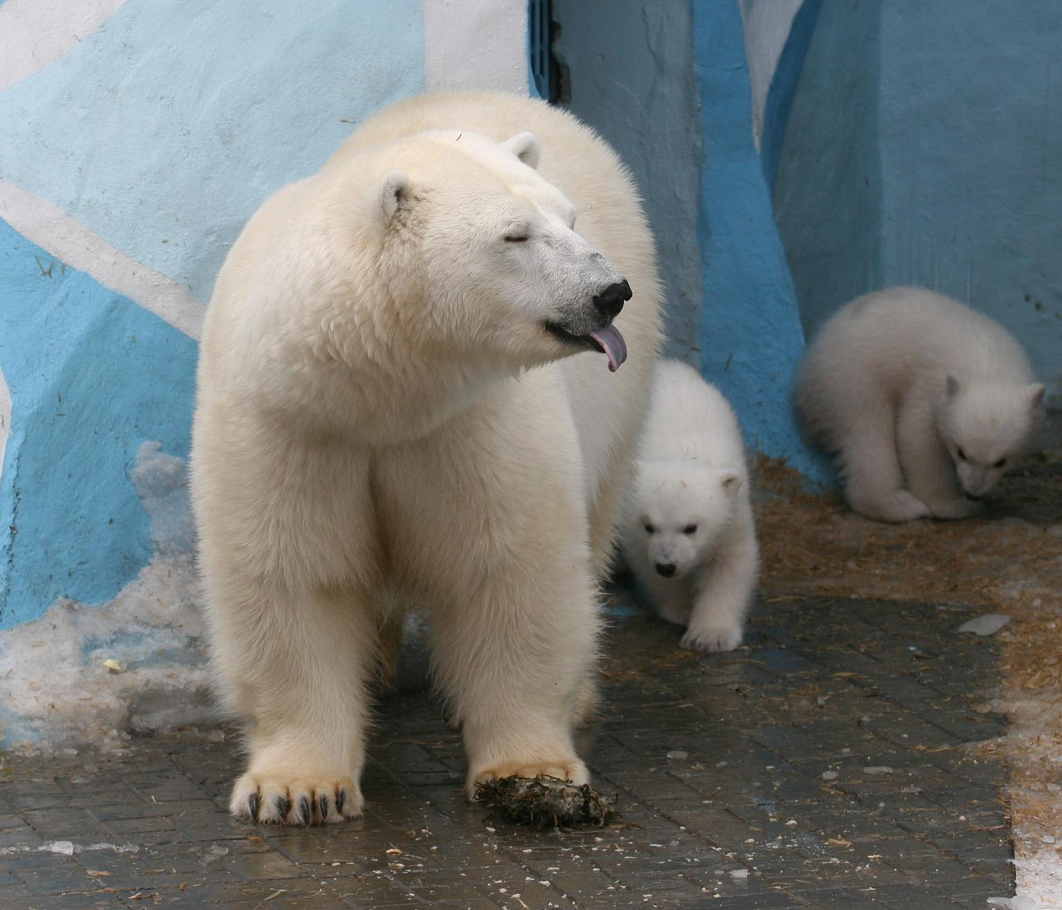 Новосибирский зоопарк перешёл на зимний режим работы