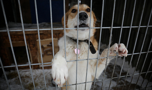 Нянька для стаи: собачий приют в Новосибирске ищет сотрудников