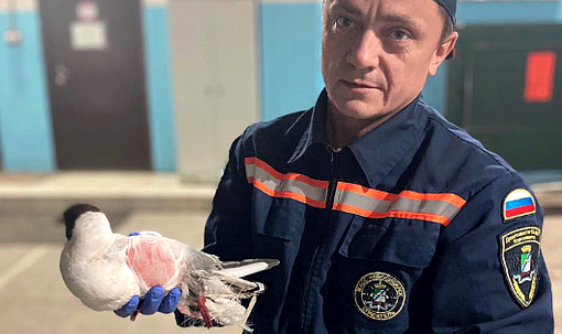 Чайка с перебитым крылом сама обратилась к новосибирским спасателям