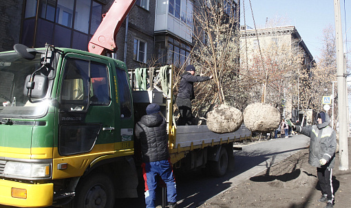 «Увидим цветение в ближайшие годы»: на Урицкого высаживают черёмуху Маака