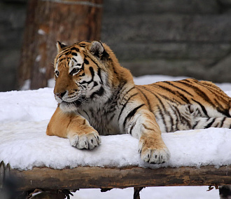 Добрый увалень и хозяйка горы: символ года тигр в зоопарке Новосибирска