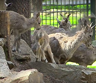 Винторогие козлята и голубые бараны родились в Новосибирском зоопарке