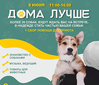 Акция по раздаче собак «Дома лучше» пройдёт 9 июня в Новосибирске