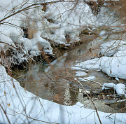 Аномальную миграцию косуль объяснили в новосибирском минприроды