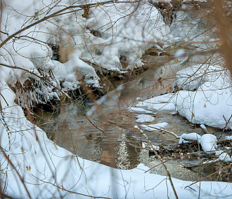 Аномальную миграцию косуль объяснили в новосибирском минприроды