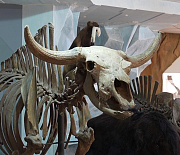 Останки динозавра с птичьей внешностью исследуют в Новосибирске