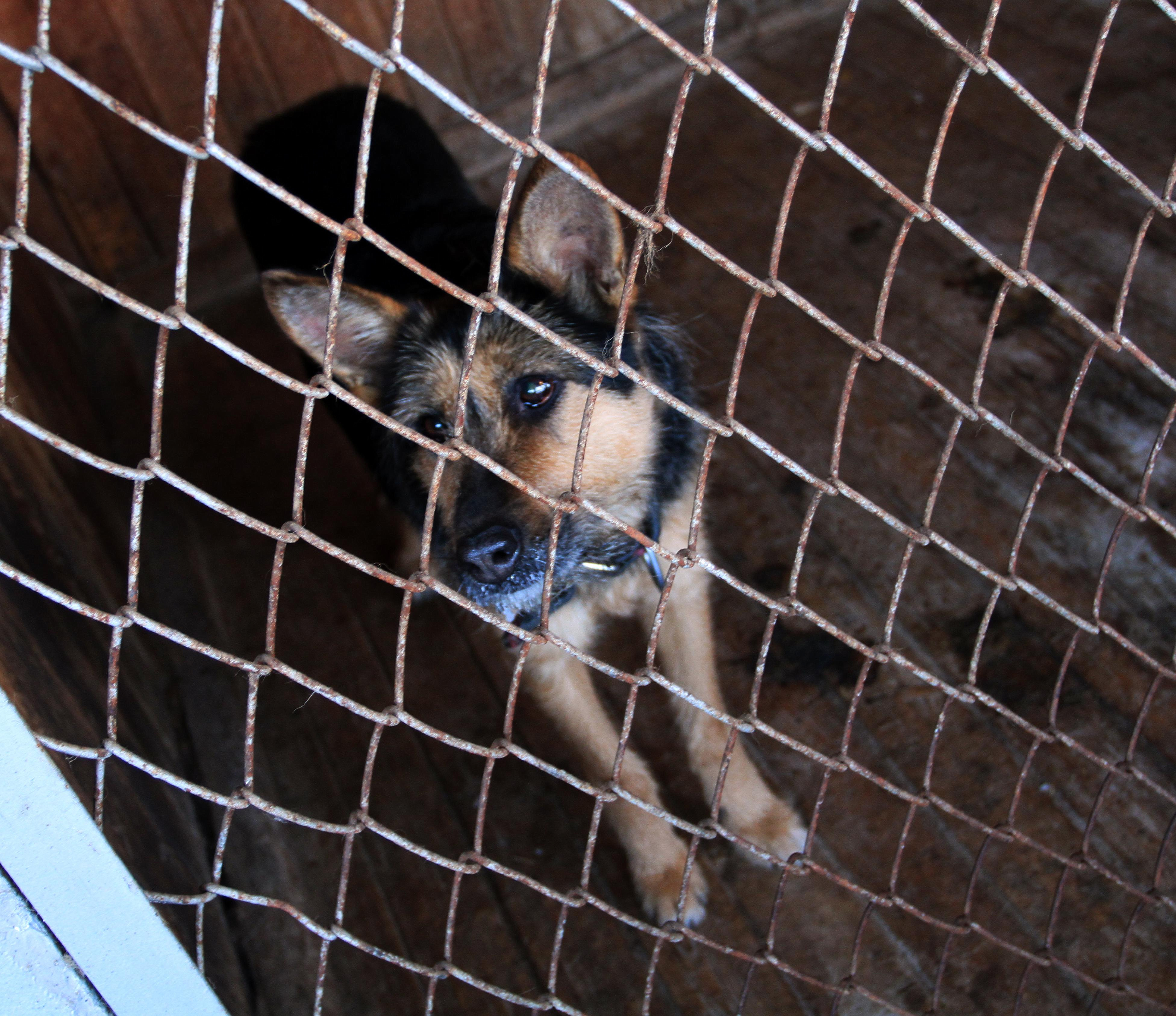 Стерилизовать или приручить: что думают о бездомных собаках новосибирцы