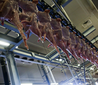 Дефицит курятины в Новосибирске прокомментировал минпромторг региона